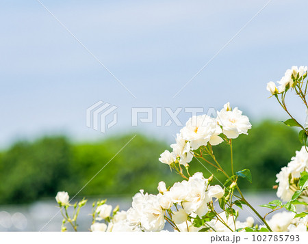 美しい初夏の景色 匂い立つような美しさの満開の春バラ 美しい初夏の景色 匂い立つような美しさの満開の春バラ 102785793