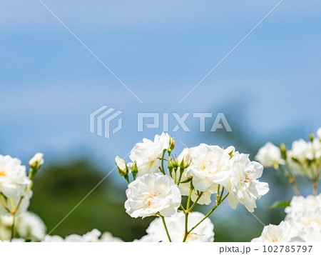 美しい初夏の景色　匂い立つような美しさの満開の春バラ 102785797