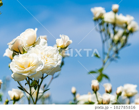 美しい初夏の景色　匂い立つような美しさの満開の春バラ 102785816