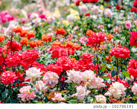 美しい初夏の景色　匂い立つような美しさの満開の春バラ 102786191