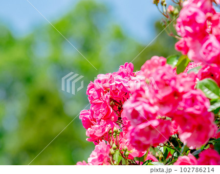 美しい初夏の景色　匂い立つような美しさの満開の春バラ 102786214