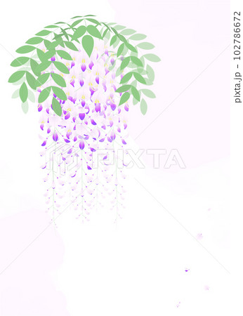 藤の花房を描いたイラスト 藤の花房を描いたイラスト 102786672