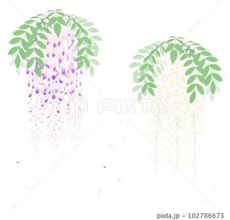 白と紫の藤の花房を描いたイラスト 白と紫の藤の花房を描いたイラスト 102786673