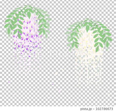 白と紫の藤の花房を描いたイラスト 白と紫の藤の花房を描いたイラスト 102786673