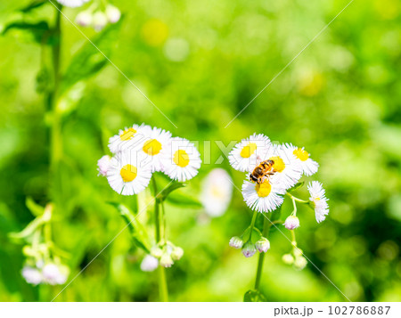 春の野原の景色 満開のタンポポとハルジオンとミツバチ 春の野原の景色 満開のタンポポとハルジオンとミツバチ 102786887