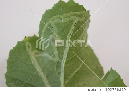 葉っぱにハモグリバエの被害 102786899