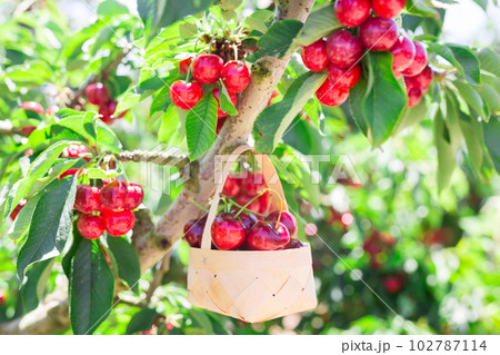 wicker basket filled with ripe cherries against background of cherry trees with cherries berries wicker basket filled with ripe cherries against background of cherry trees with cherries berries 102787114