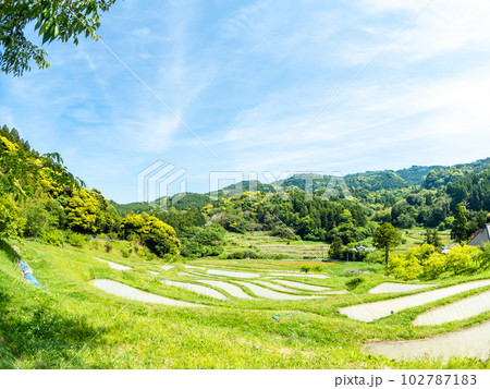 初夏の大山千枚田　対角魚眼レンズで撮った田植えが終わった水田 102787183