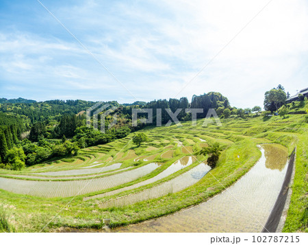 初夏の大山千枚田 対角魚眼レンズで撮った田植えが終わった水田 初夏の大山千枚田 対角魚眼レンズで撮った田植えが終わった水田 102787215