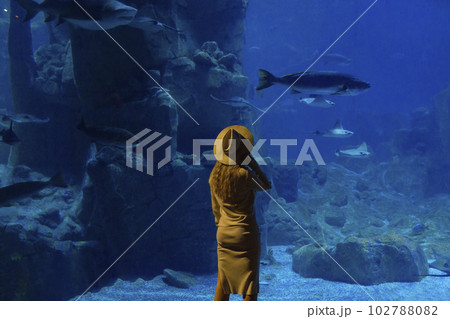 A young woman touches a stingray fish in an oceanarium tunnel A young woman touches a stingray fish in an oceanarium tunnel 102788082