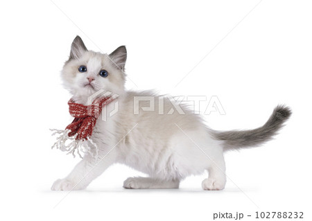 Ragdoll kitten on white background Ragdoll kitten on white background 102788232