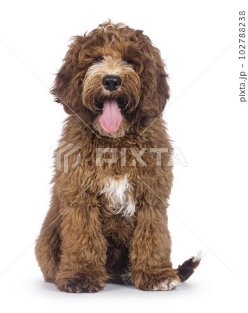 Australian Cobberdog on white background 102788238