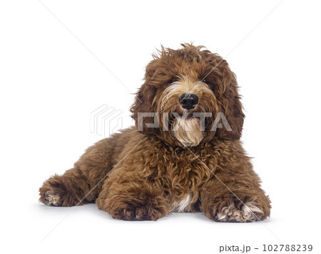 Australian Cobberdog on white background 102788239