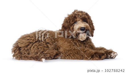 Australian Cobberdog on white background 102788242