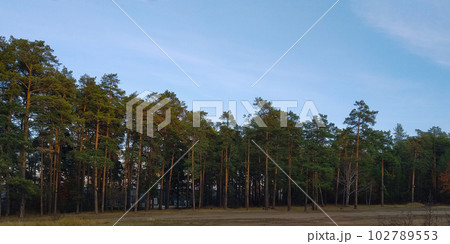 Rows of tall pines illuminated by the last light of the setting sun in the twilight forest 102789553