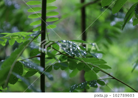 Amorpha fruticosa in the rainy forest, leaves and reflections, raindrops Amorpha fruticosa in the rainy forest, leaves and reflections, raindrops 102789603