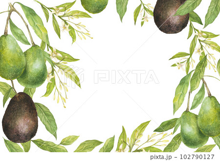 Watercolor botanical illustration of hass avocado flowers and leaves , isolated. Rectangular frame, floral ornament 102790127