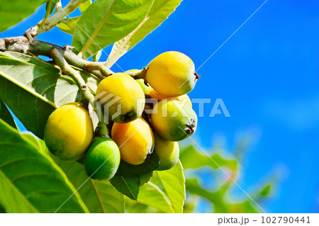 青空に映えるびわの実　ビワの実　枇杷の木　果樹　果物 102790441