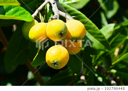 びわの実　ビワ　枇杷の木　果樹　果物 102790448