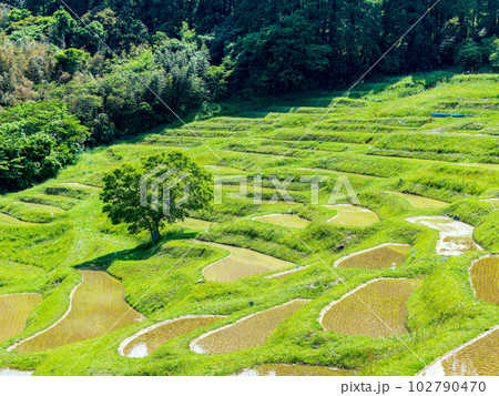 初夏の大山千枚田　田植えが終わった水田 102790470