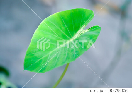 Colocasia variegated, Colocasia plant or alocasia plant or bicolor alocasia Colocasia variegated, Colocasia plant or alocasia plant or bicolor alocasia 102790850