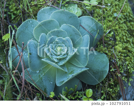 Close up of sempervivum houseleek plant with dew drops on green leaves, Natural background of succulent plant. Sempervivum close-up pattern, selective focus 102791051
