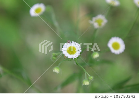 Matricaria in the summer forest, summer meadow atmosphere, white flowers Matricaria in the summer forest, summer meadow atmosphere, white flowers 102793242
