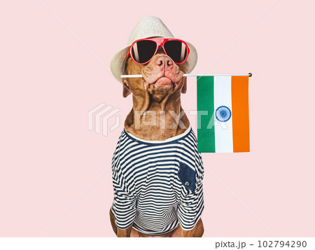 Charming brown dog, sun hat and Indian Flag 102794290