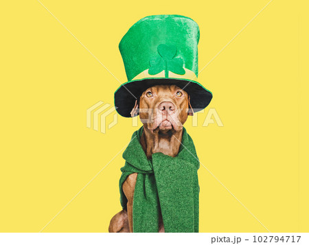 Puppy and a bright green leprechaun hat 102794717