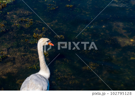 The head of a swan on a long white neck. Portrait of a bird, copy space. White swan 102795128