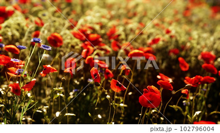 wild flower mix with poppies wild flower mix with poppies 102796004