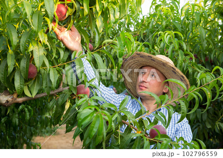 Serious man gardener in hat picking fresh peaches from tree 102796559