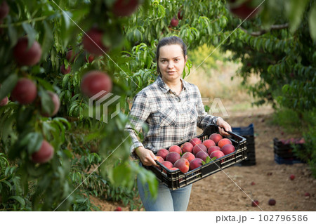 Girl horticulturist holding crate with peaches in garden 102796586