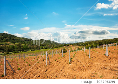 New vineyard with young shoots in spring. Agriculture. 102796699