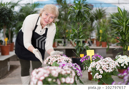 Adult woman is taking care of blooming flowers on her work place Adult woman is taking care of blooming flowers on her work place 102797657