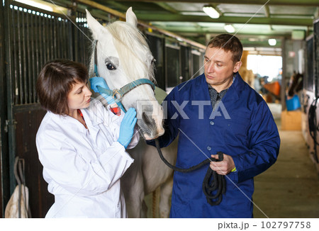 Female veterinarian examining horse 102797758