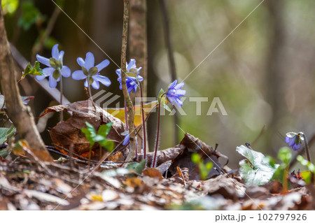 Blue wild flowers grow in a spring forest. Hepatica 102797926