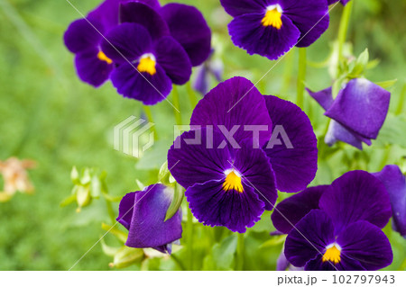 Viola tricolor, macro photo of colorful flowers in a garden Viola tricolor, macro photo of colorful flowers in a garden 102797943