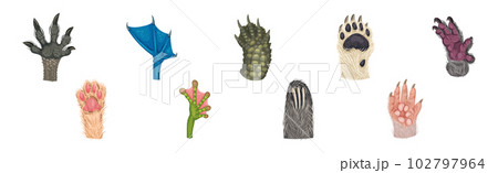 Animal Paw and Animalistic Pets Claw Vector Set 102797964