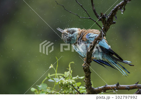 European Roller in Kruger National park, South Africa 102797992