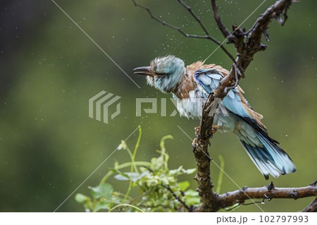 European Roller in Kruger National park, South Africa 102797993