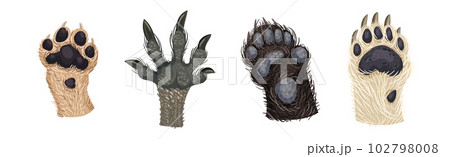 Animal Paw and Animalistic Pets Claw Vector Set Animal Paw and Animalistic Pets Claw Vector Set 102798008