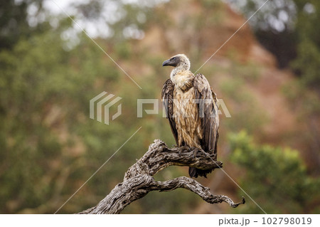 White backed Vulture in Kruger National park, South Africa White backed Vulture in Kruger National park, South Africa 102798019