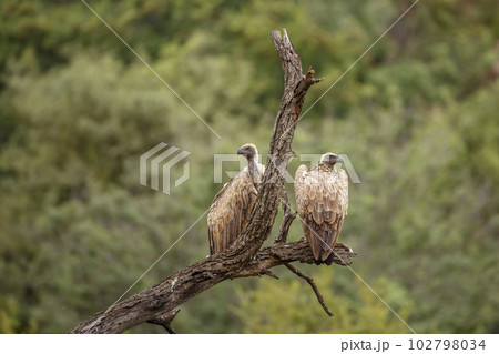 White backed Vulture in Kruger National park, South Africa 102798034
