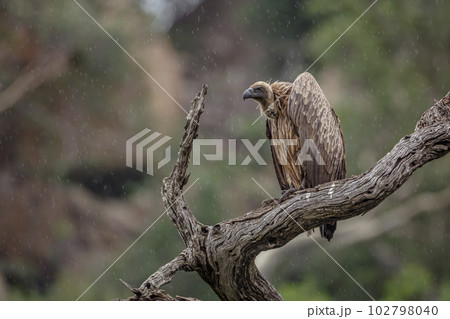 White backed Vulture in Kruger National park, South Africa White backed Vulture in Kruger National park, South Africa 102798040