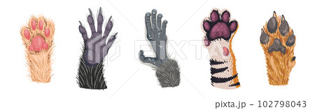 Animal Paw and Animalistic Pets Claw Vector Set 102798043