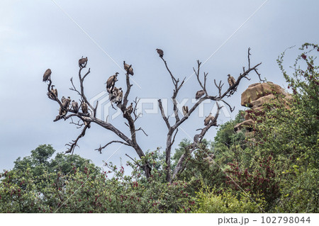 White backed Vulture in Kruger National park, South Africa 102798044