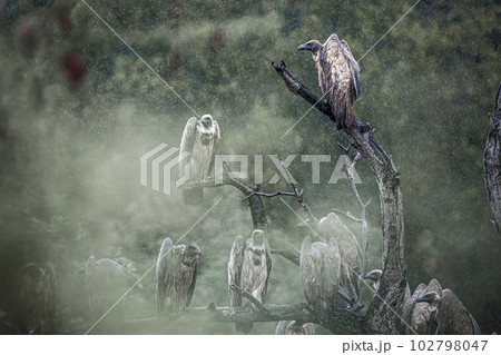 White backed Vulture in Kruger National park, South Africa 102798047