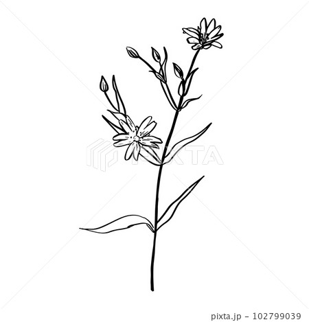 A picture showing different parts of Greater Stitchwort or Stellaria holostea or Addersmeat . vintage line drawing illustration. Sketch. Hand drawn vector illustration. 102799039