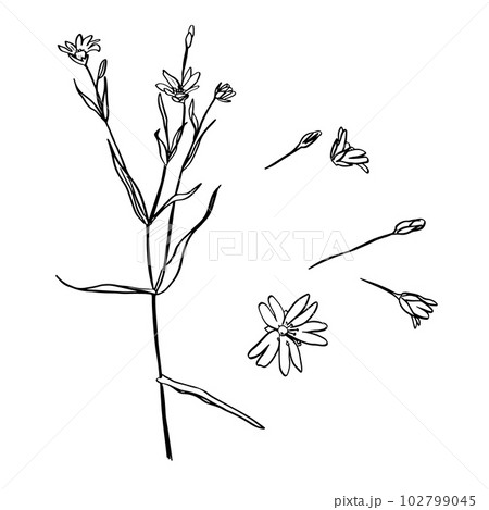 A picture showing different parts of Greater Stitchwort or Stellaria holostea or Addersmeat . vintage line drawing illustration. Sketch. Hand drawn vector illustration. A picture showing different parts of Greater Stitchwort or Stellaria holostea or Addersmeat . vintage line drawing illustration. Sketch. Hand drawn vector illustration. 102799045